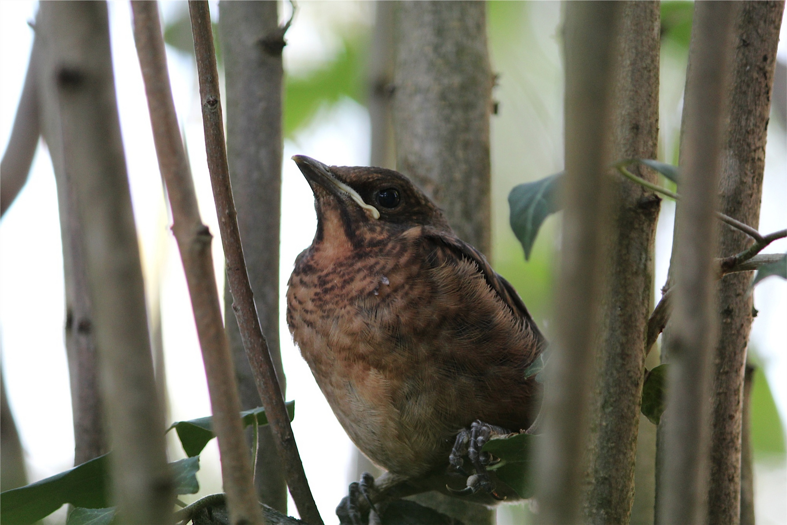 Amsel