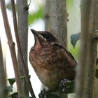 Amsel