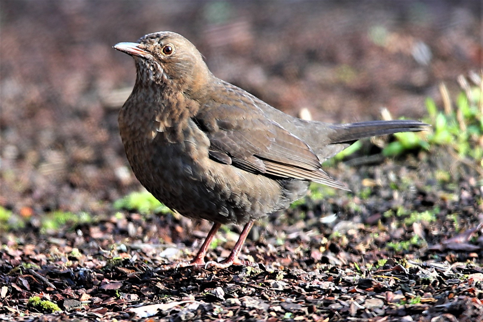 Amsel 