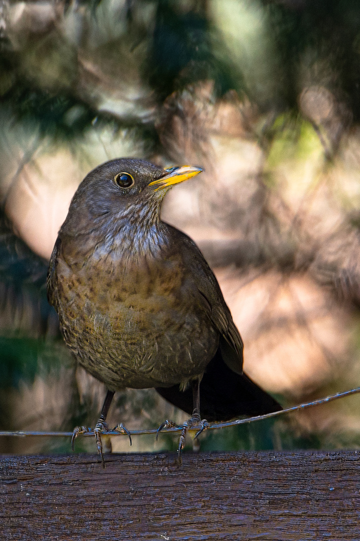 Amsel