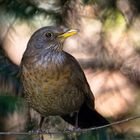 Amsel