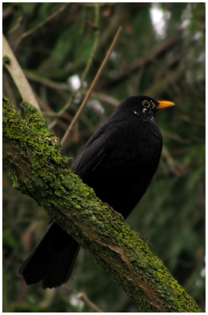 Amsel