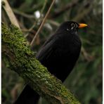 Amsel