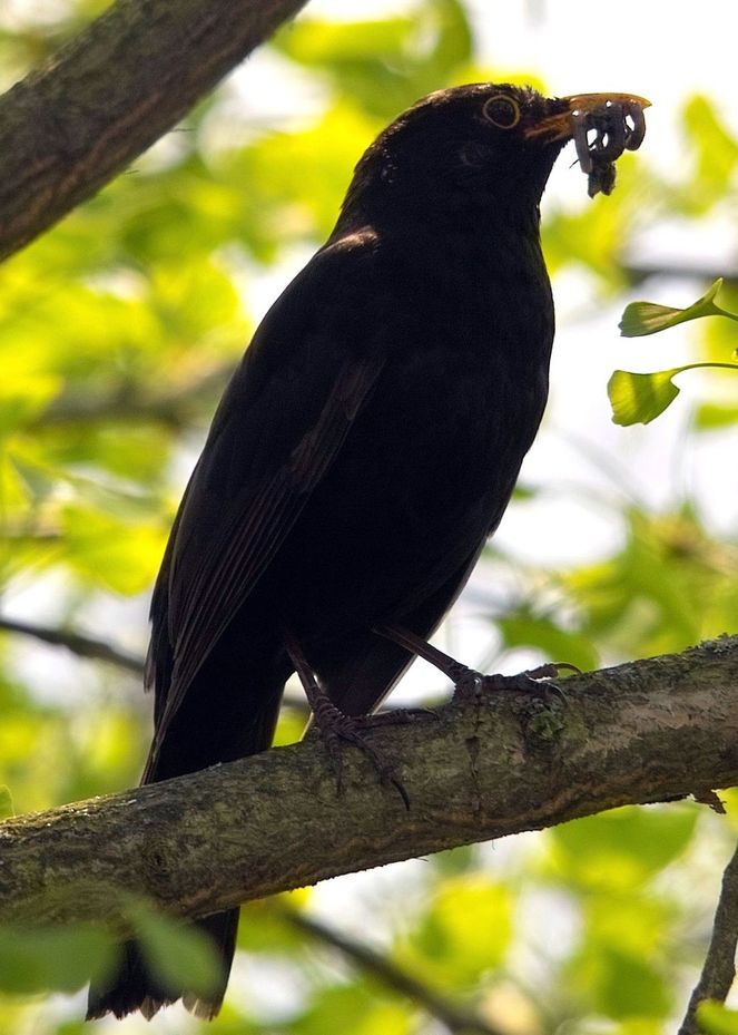 Amsel