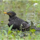 Amsel