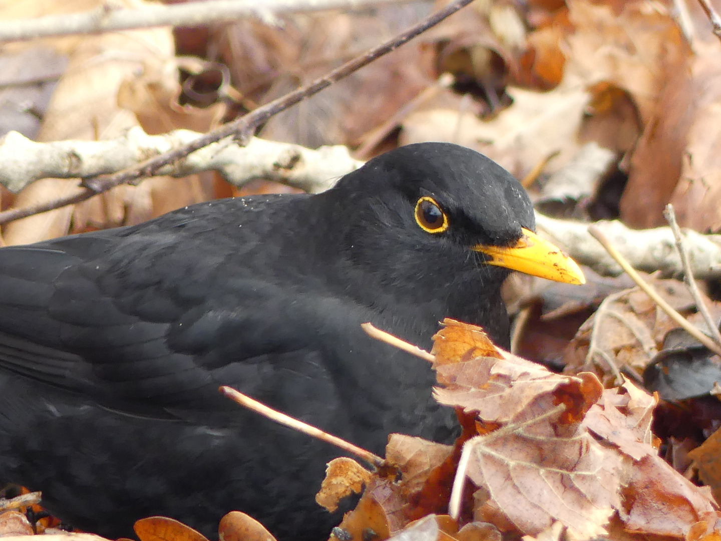 Amsel