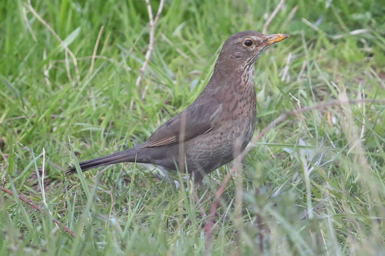 ...Amsel...