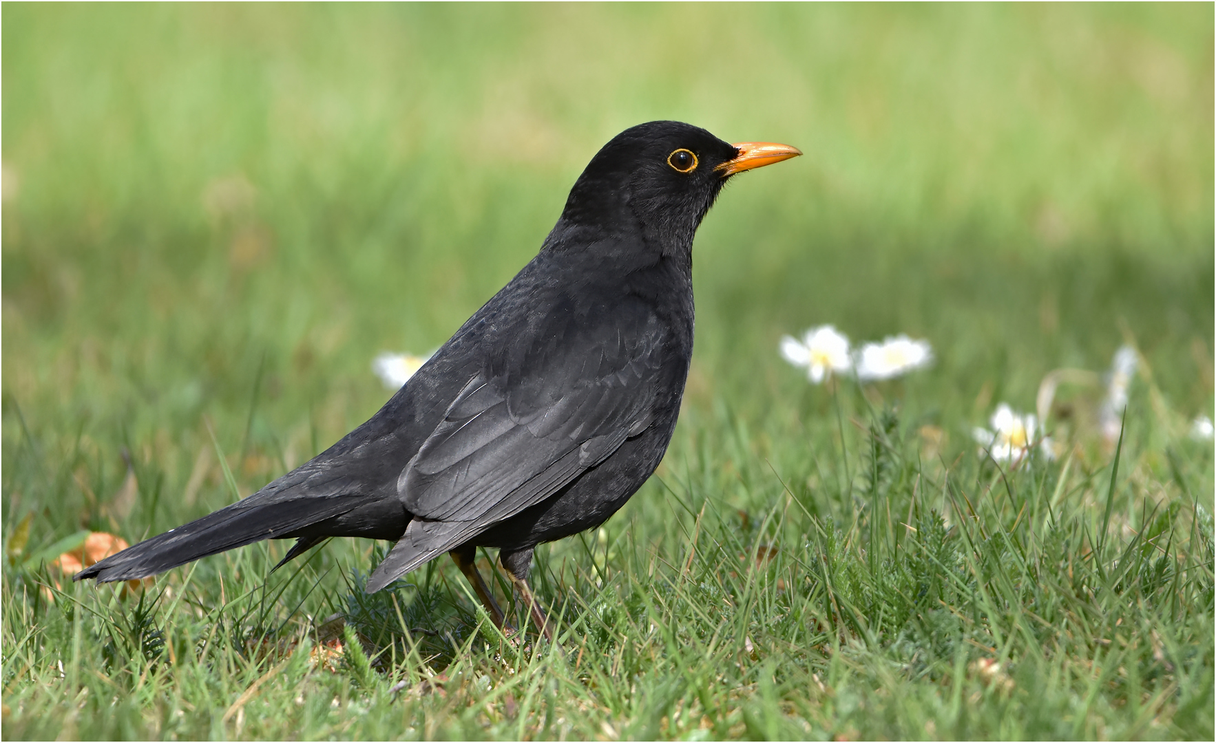 Amsel