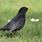 Amsel