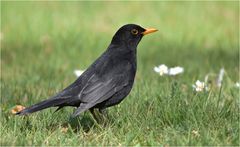 Amsel