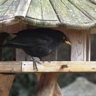 Amsel