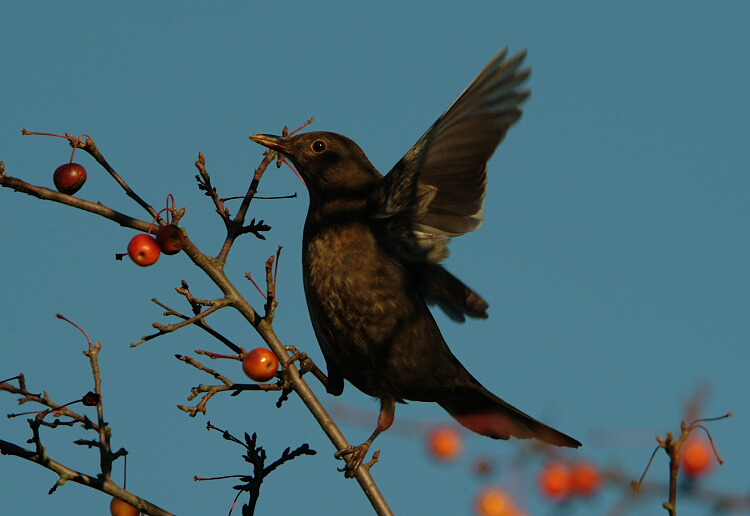 Amsel....