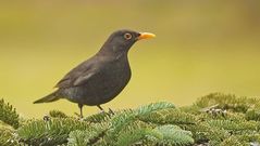 Amsel