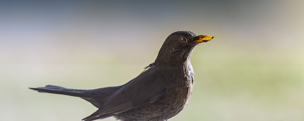 Amsel !!