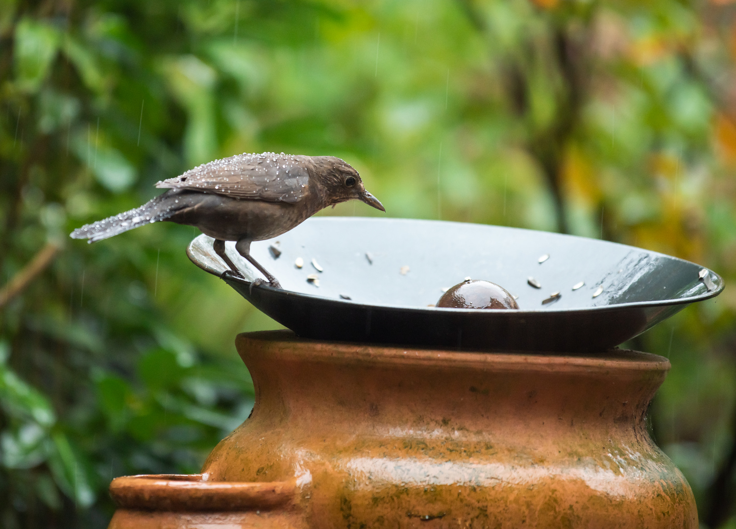 Amsel