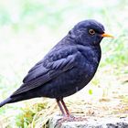 Amsel