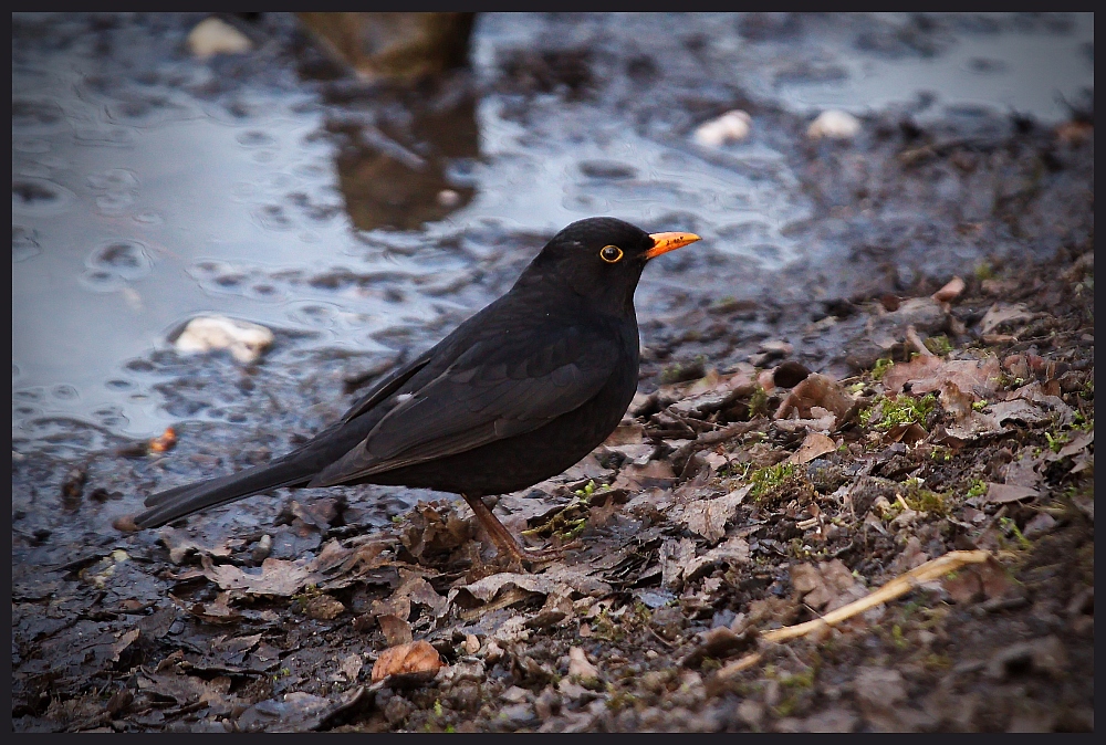 Amsel