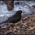 Amsel