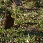 Amsel