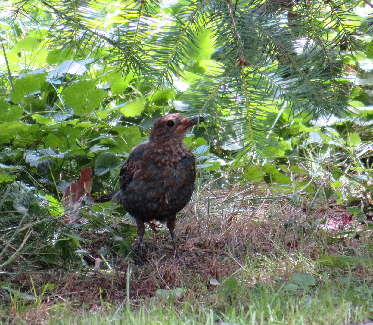 Amsel ... 