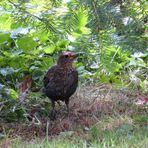 Amsel ... 