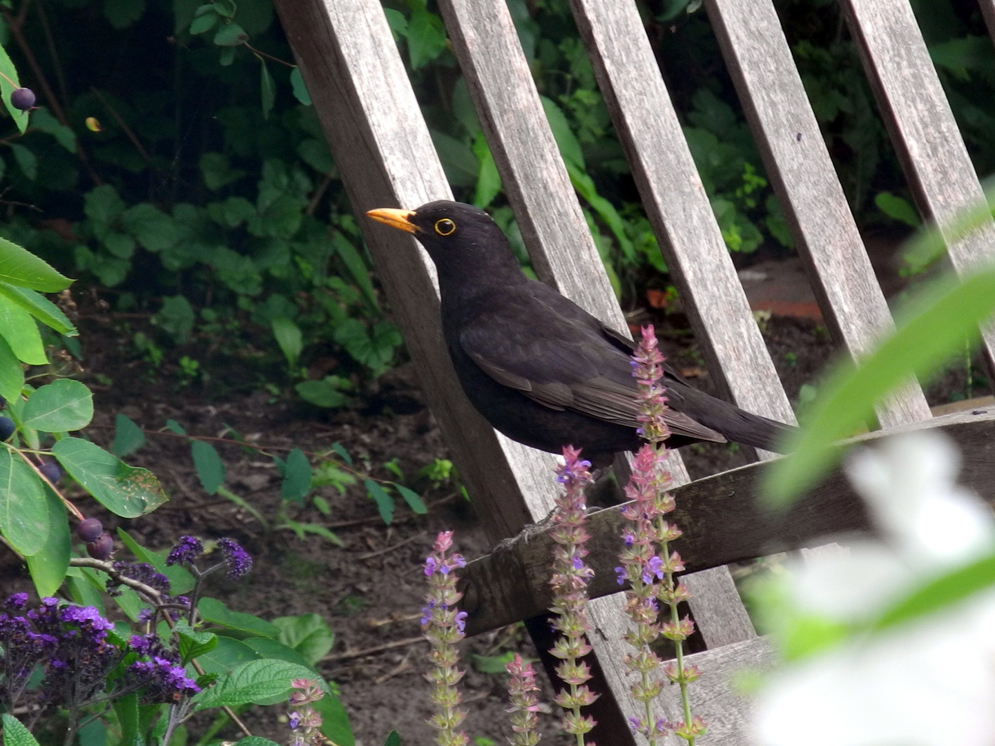 Amsel