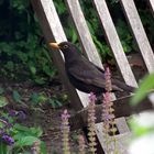 Amsel