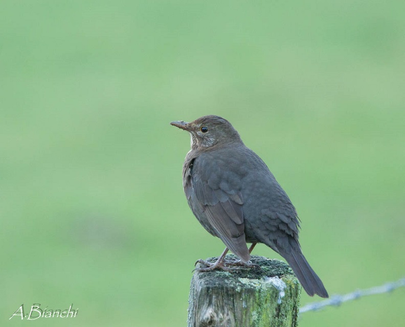 Amsel