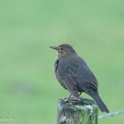 Amsel