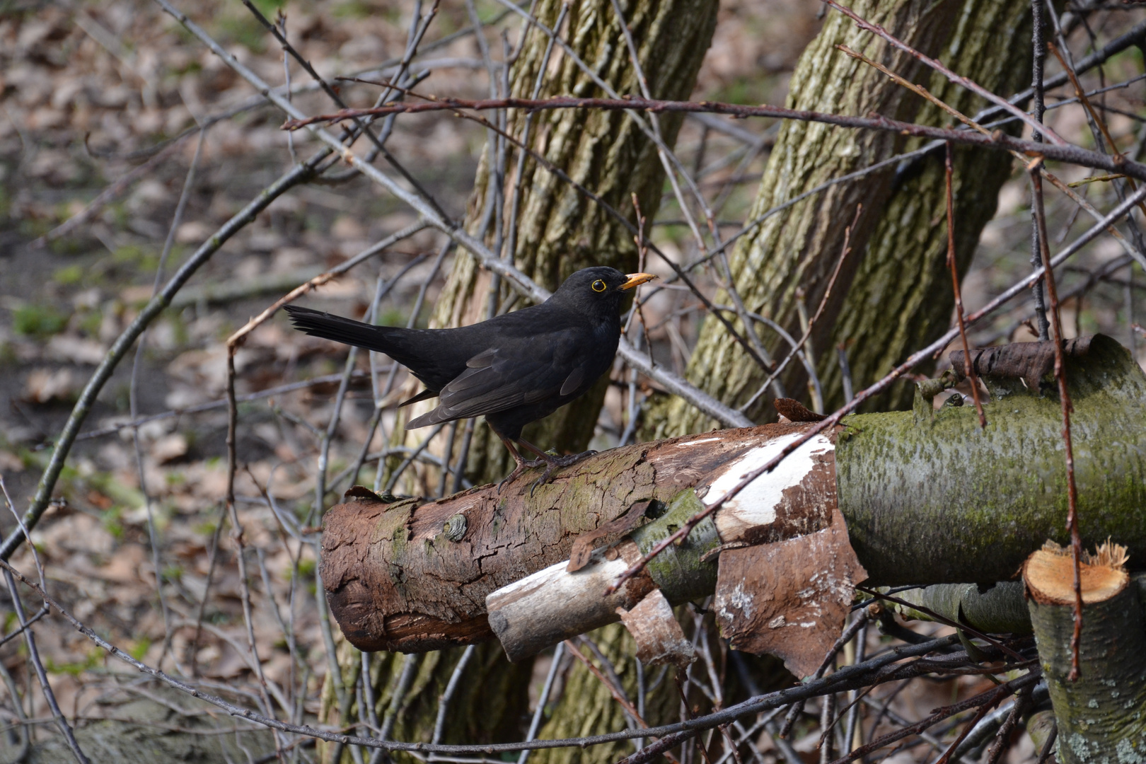 Amsel