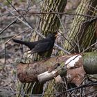 Amsel