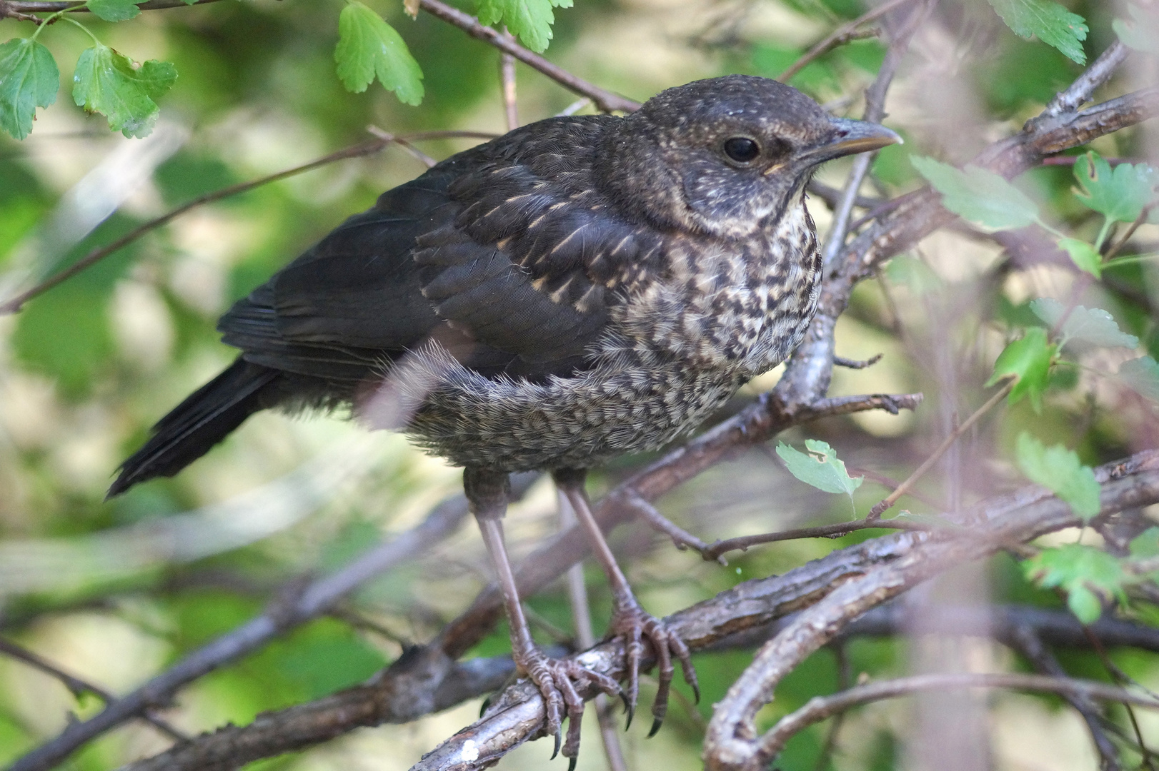 Amsel