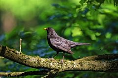 Amsel