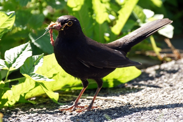 Amsel .