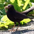 Amsel .