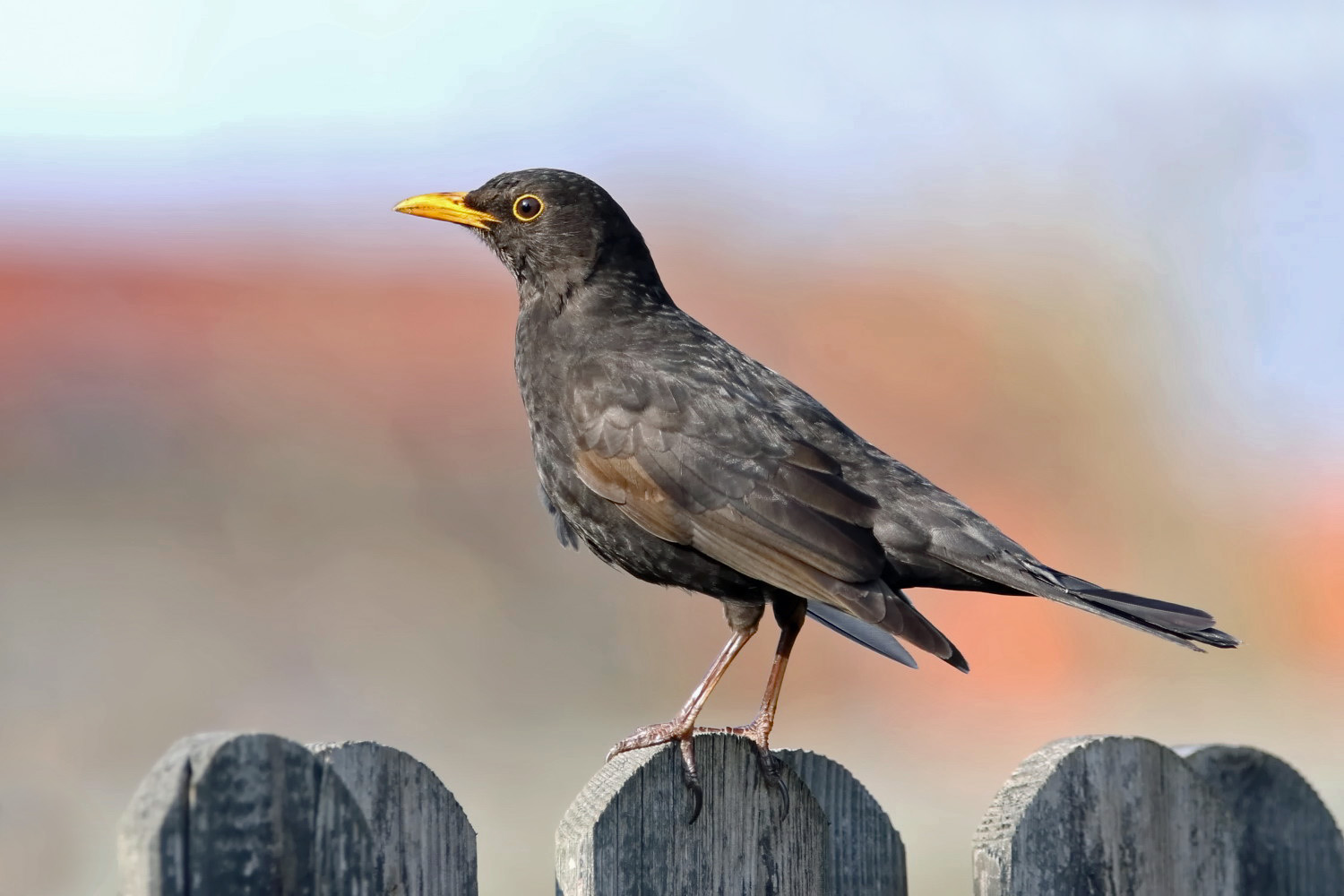 Amsel