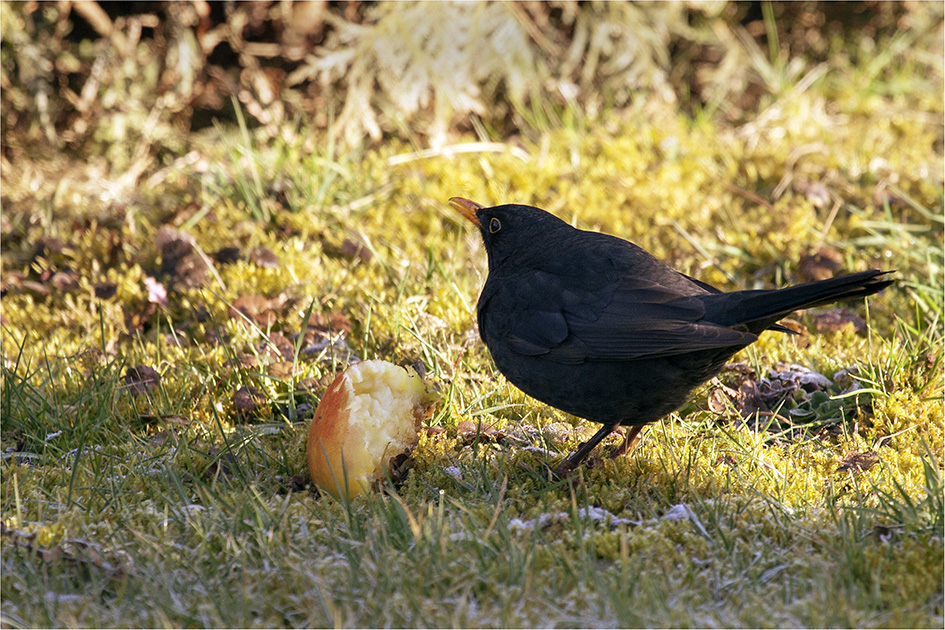 Amsel