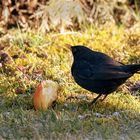 Amsel