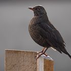 Amsel