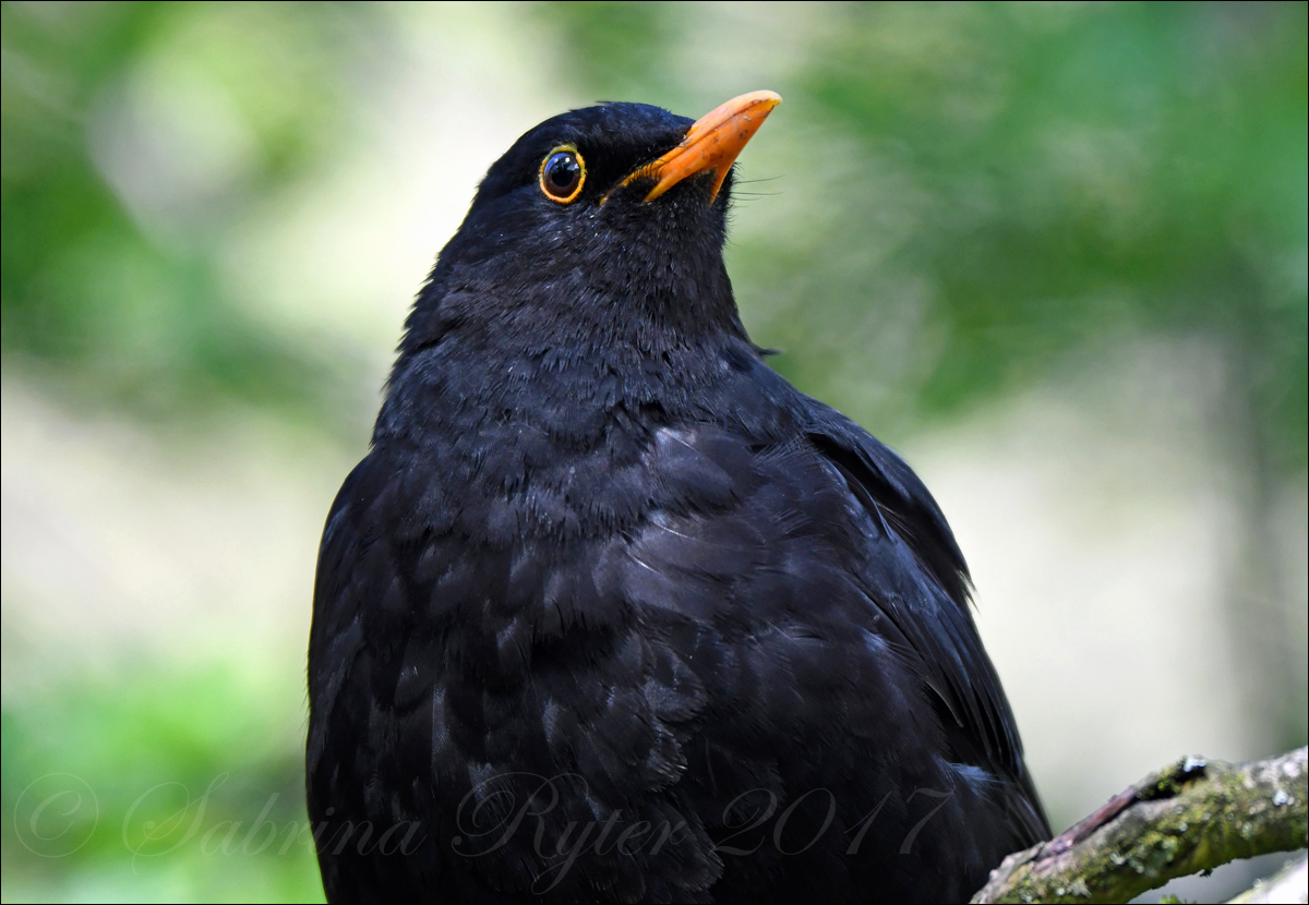 Amsel