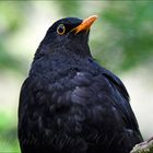 Amsel