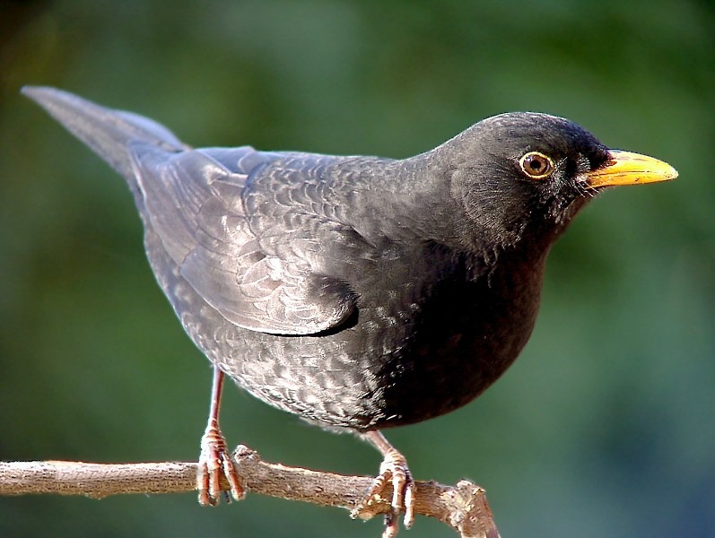 Amsel