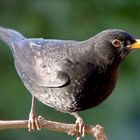 Amsel