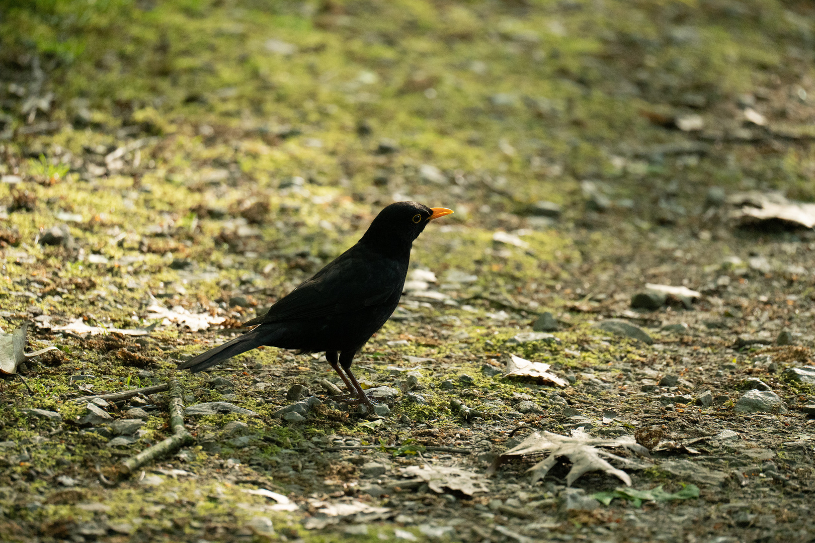 Amsel