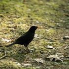 Amsel