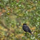 Amsel