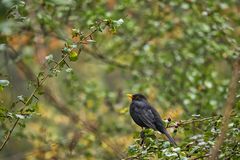 Amsel