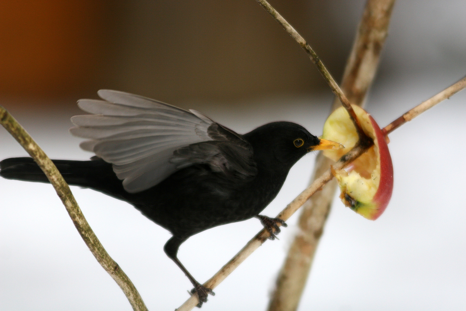 Amsel