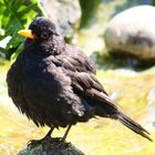 Amsel