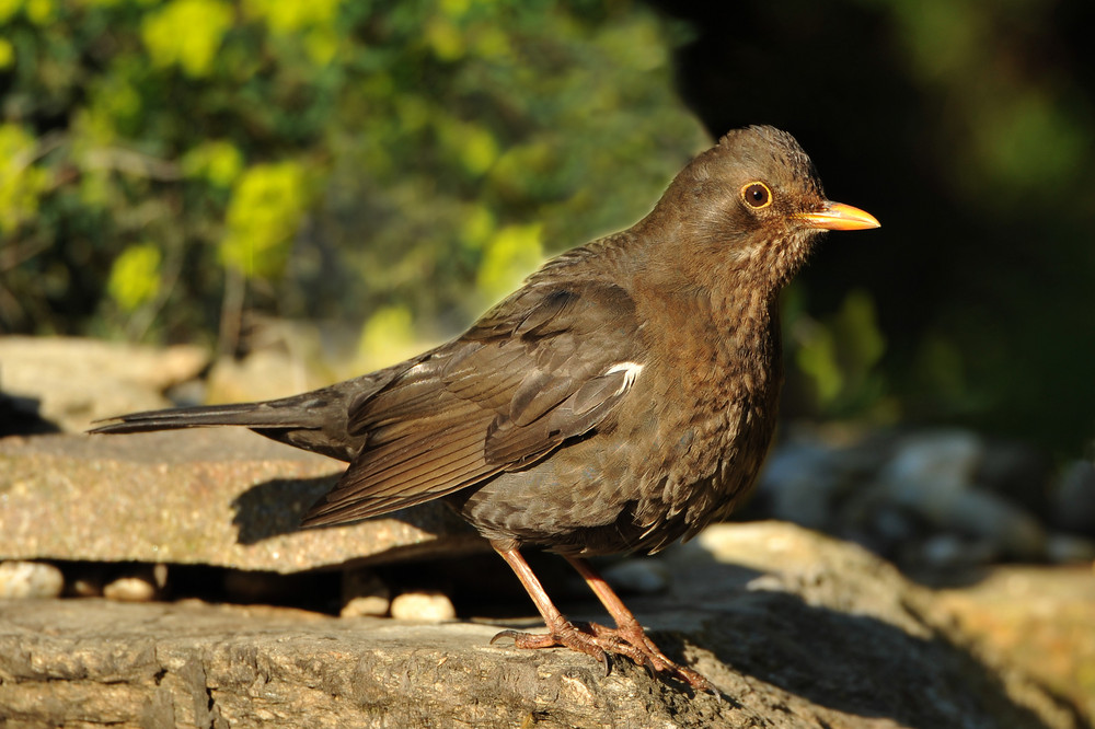 Amsel